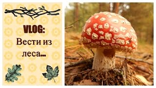 Вести из леса... Грибы, осы, ведьмы, муравьи...