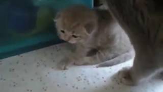 Two-week-old British kittens