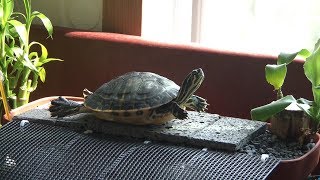반수생 거북이 육지 일광욕 댄스 (Turtle sunbathing dance)
