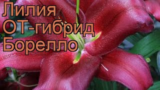 Лилия от-гибрид Борелло (lilium ot-hybrid borrello) ? обзор: как сажать, луковицы лилии Борелло