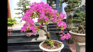 Cách làm cho cây hoa giấy nở nhiều hoa, áp dụng vào dịp tết- Make a bougainvillaea bloom on Tet