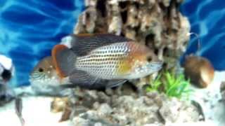 Акара Бирюзовая (Andinoacara rivulatus)