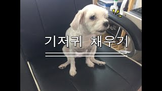 프렌즈독 강아지 기저귀 채우기