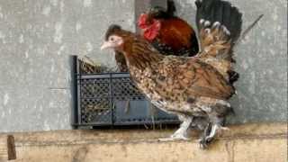 Петушок, Курочка и Яичко Rooster, Hen and the Egg