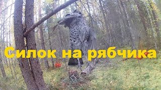 Силок на рябчика || Пробный силок сработал