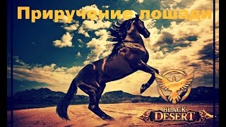 Black Desert Online Приручение лошади