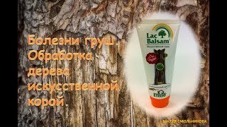 Болезни груш.   Обработка дерева искусственной корой .