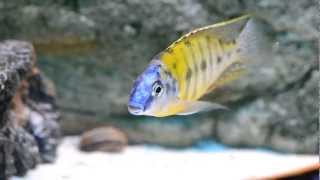 Protomelas Fenestratus Tiger Nkanda (fullHD!)
