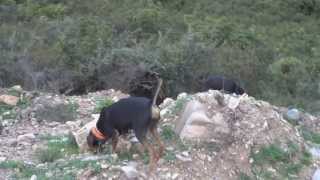 ΕΛΛΗΝΙΚΟΣ ΙΧΝΗΛΑΤΗΣ 28 ( 2013)