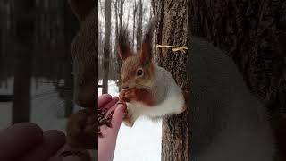 Белка с хорошей растяжкой / A squirrel with a good stretch