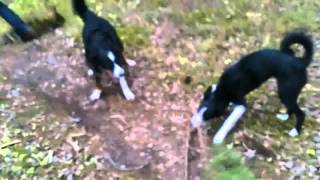 Walk in Taevaskoda 09.12.15