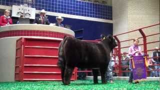2013 Grand Champion Market Steer - Stock Martin, Hereford, TX