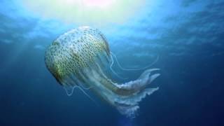 Водная жизнь - [22_26] Синие просторы