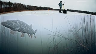 РЫБАЛКА ЗИМОЙ и МОЩНЫЕ АТАКИ ЩУКИ НА ЖЕРЛИЦЫ 2020!!!
