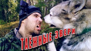 Solo Camping in the woods. Hunting and fishing in the taiga | Одиночный поход с лайкой. Поход в лес.