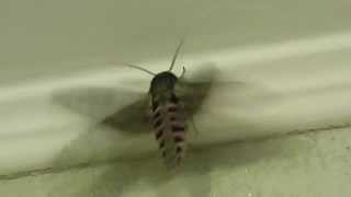 Convolvulus Hawk-moth / Бражник вьюнковый