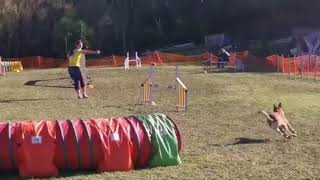 Lys and Up at Ocean Agility trial 18-19th January 2020