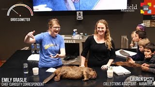 FULL DISSECTION: North American Beaver