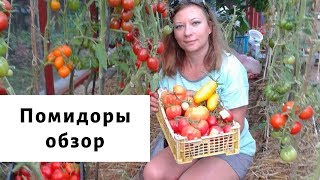Удивительные помидоры 2019