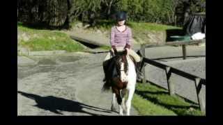 New Lesson Horse!!!