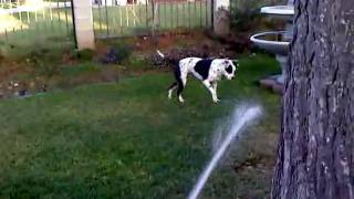 Rossi trying to eat the water.