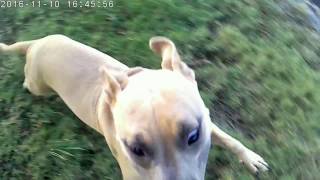 Friendly playful puppy, F60B Action Camera, 2.7k (2.5k 1440p)