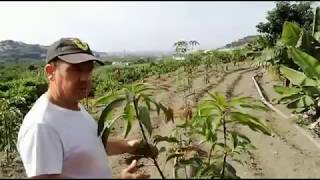 MANGOS: GERMINAR E INJERTAR