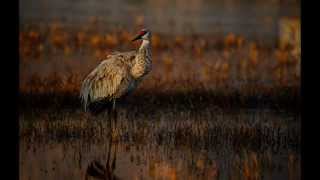 Cranes of Bosque
