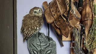 Тизер: сыч Кутуша на прогулке. "Трогала меня! Трогала!!!" Не трогай сову!