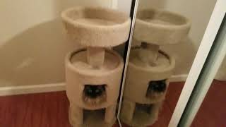 Cube Cat