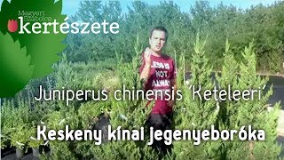 Juniperus chinensis 'Keteleeri' - Keskeny kínai jegenyeboróka
