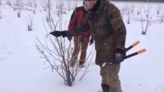 Фундук обрезка  21 02 2017 г  Батькив сад