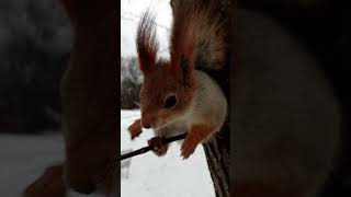 Белочка на веточке / Squirrel on a twig