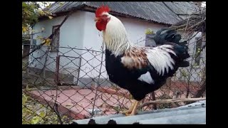 Загорские лососевые(( ЖИВУТ на вольных украинских хлебах.