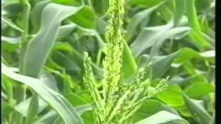 設施蔬菜有機栽培法How to Grow Organic Vegetables