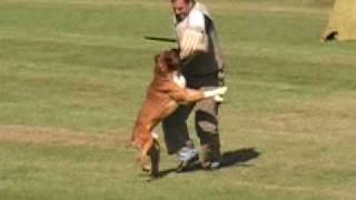 2008 USA Boxer Working Championship