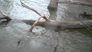 Crappie Fishing Clinton Lake December 4, 2011 Humphrey Brothers Fishing