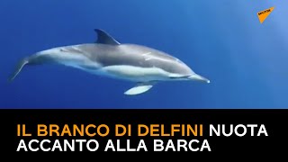 Spagna, il branco di delfini nuota accanto alla barca