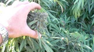 Medical marijuana outdoor 2010 Harvest time