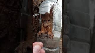 Орешек для белки / Nut for a squirrel