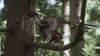 Reconstruction of a bird dinosaur, the Archaeopteryx