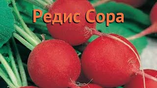 Редис обыкновенный Сора (sora) ? обыкновенный редис Сора обзор: как сажать, семена редиса Сора