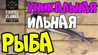 Fishing Planet Прохождение | Уникальная Ильная Рыба | Флорида, Эверглейдс | 2016