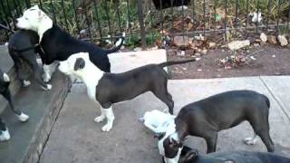 BLUE NOSE PITBULL PUPPIES "GIMME THAT TOY"