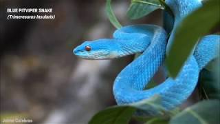 Blue Pitviper Snake Asli Indonesia