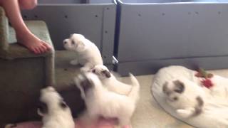 Six-week old Coton de Tulear puppies