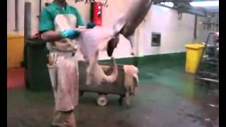 Slaughter House Brutality They don't want you 2see