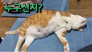 명랑한 고양이들(단지네)