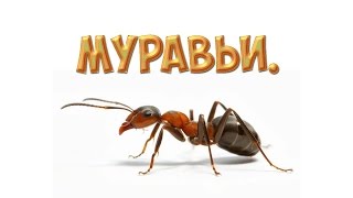 Разорённое гнездо муравьёв. Муравьи в теплице. Видео о муравьях.