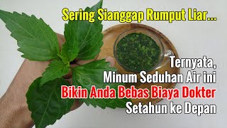 BERUNTUNG JIKA ANDA MASIH MENANAM TUMBUHAN INI, BISA DITUKAR DENGAN BIAYA KE DOKTEL